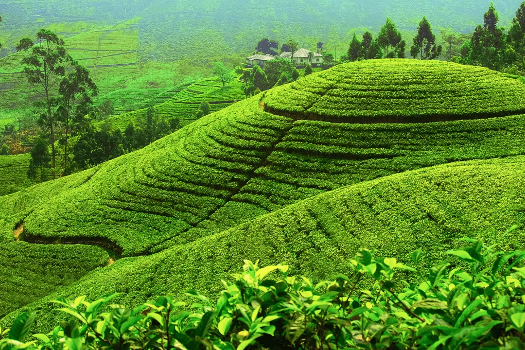 Поля Нувара-Элия