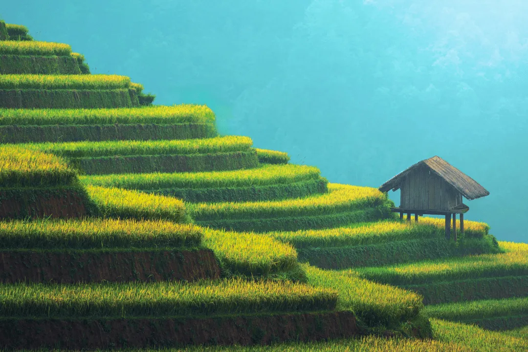 Рисовые поля