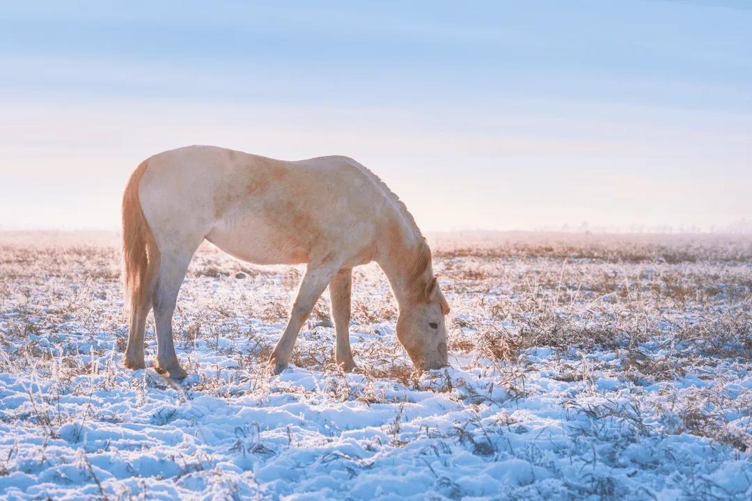 Плато Укок зимой