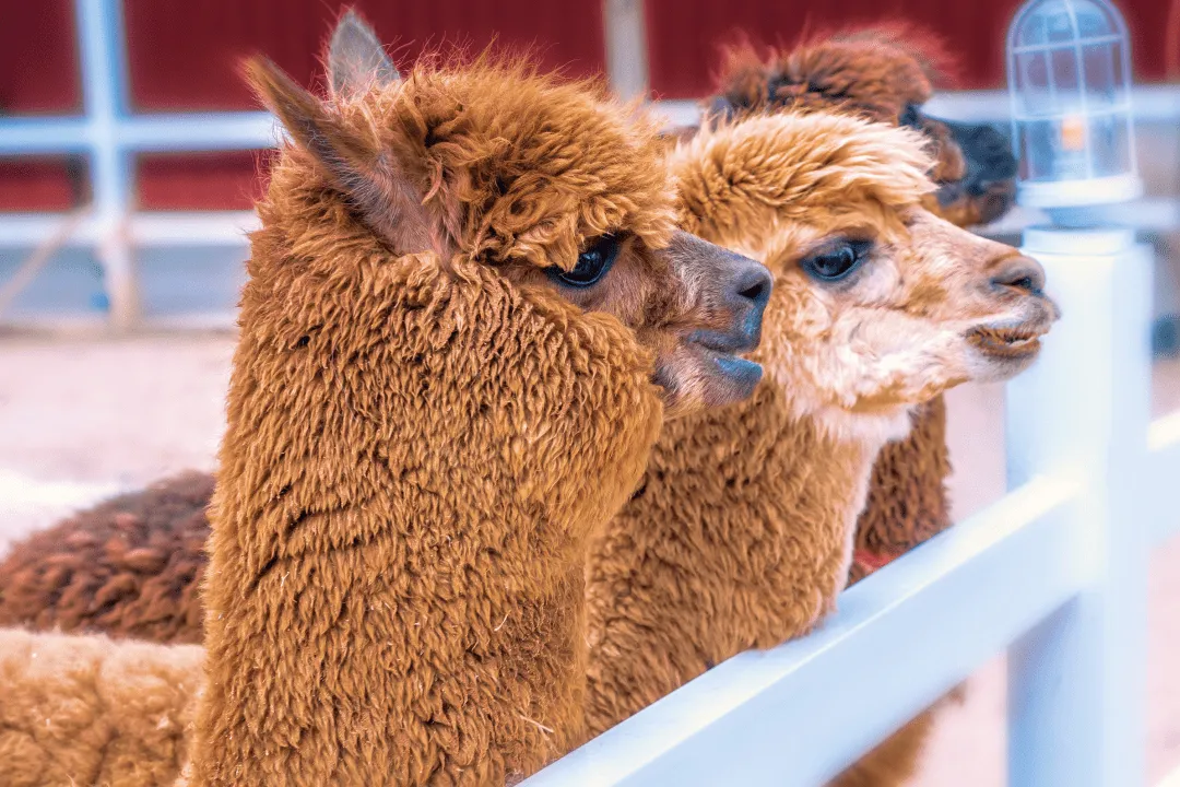 Альпаки в Подмосковье