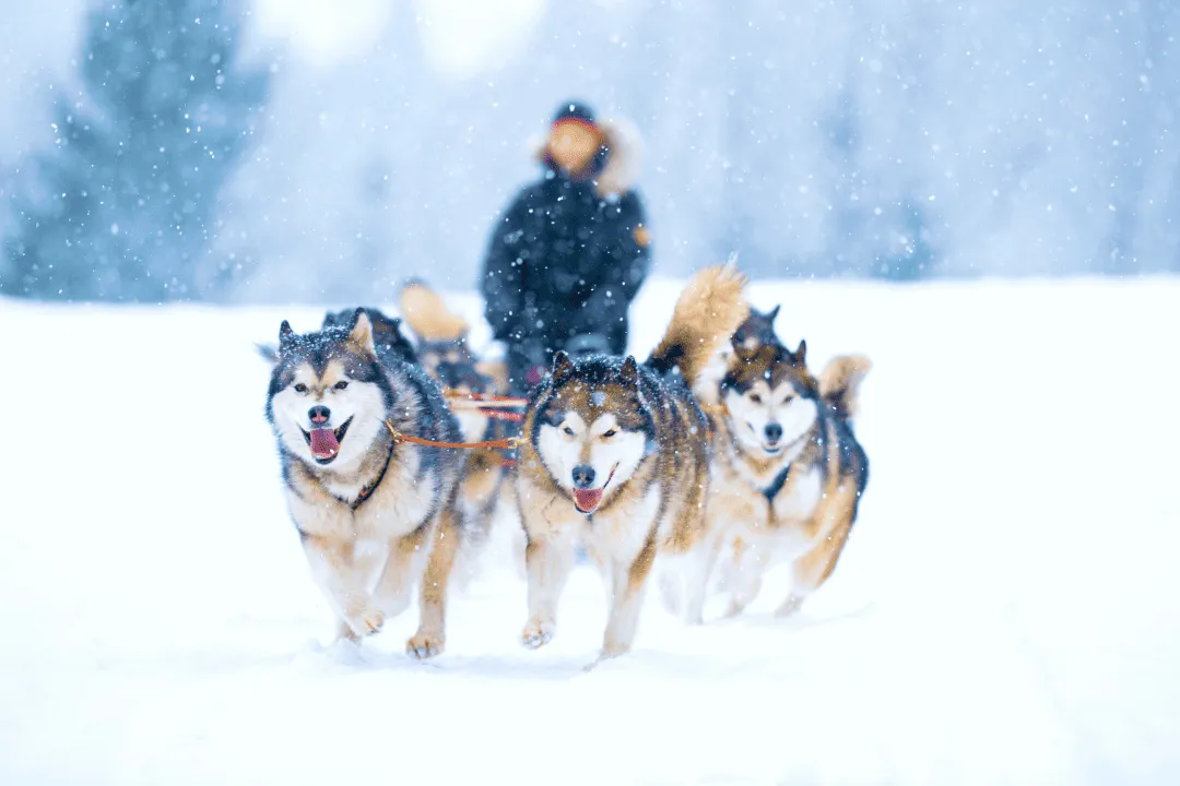 Хаски в упряжке