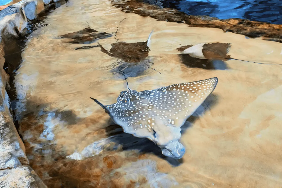 Скаты в аквапарке