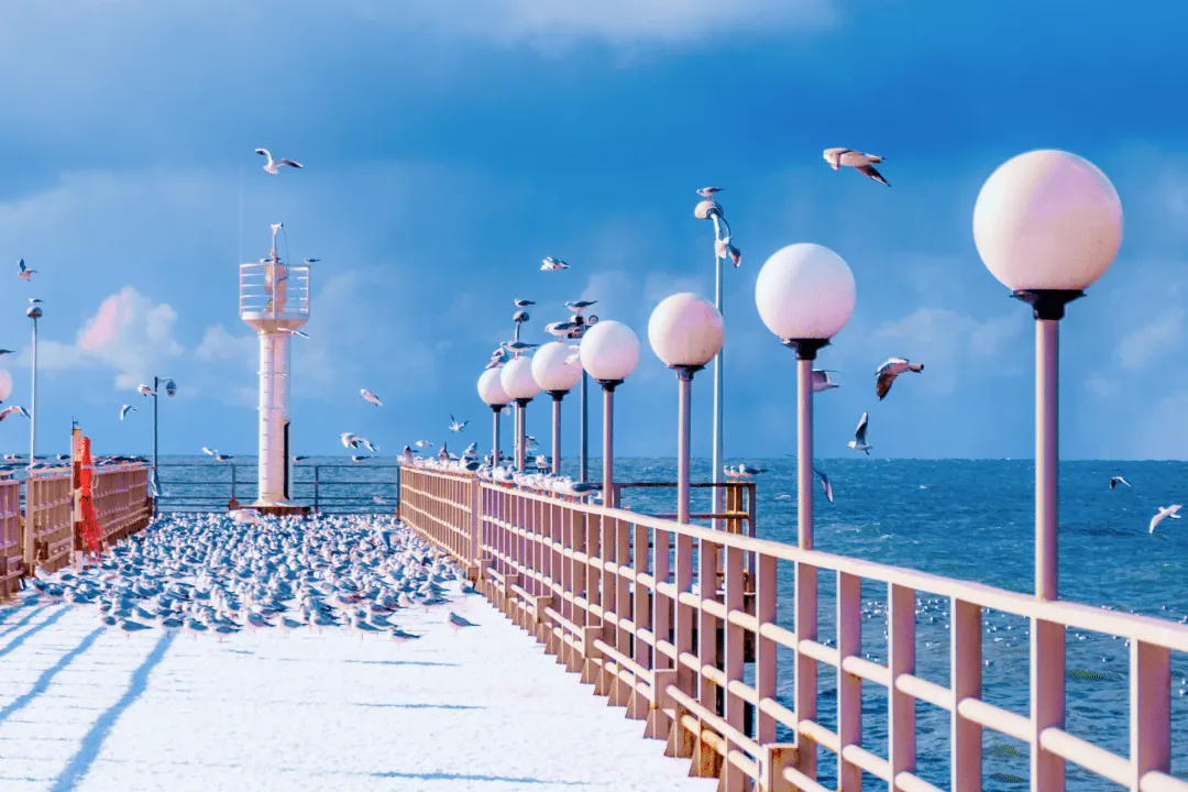 Чайки на набережной