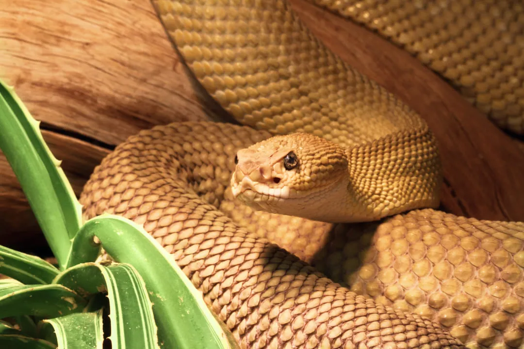 Змея на ветке