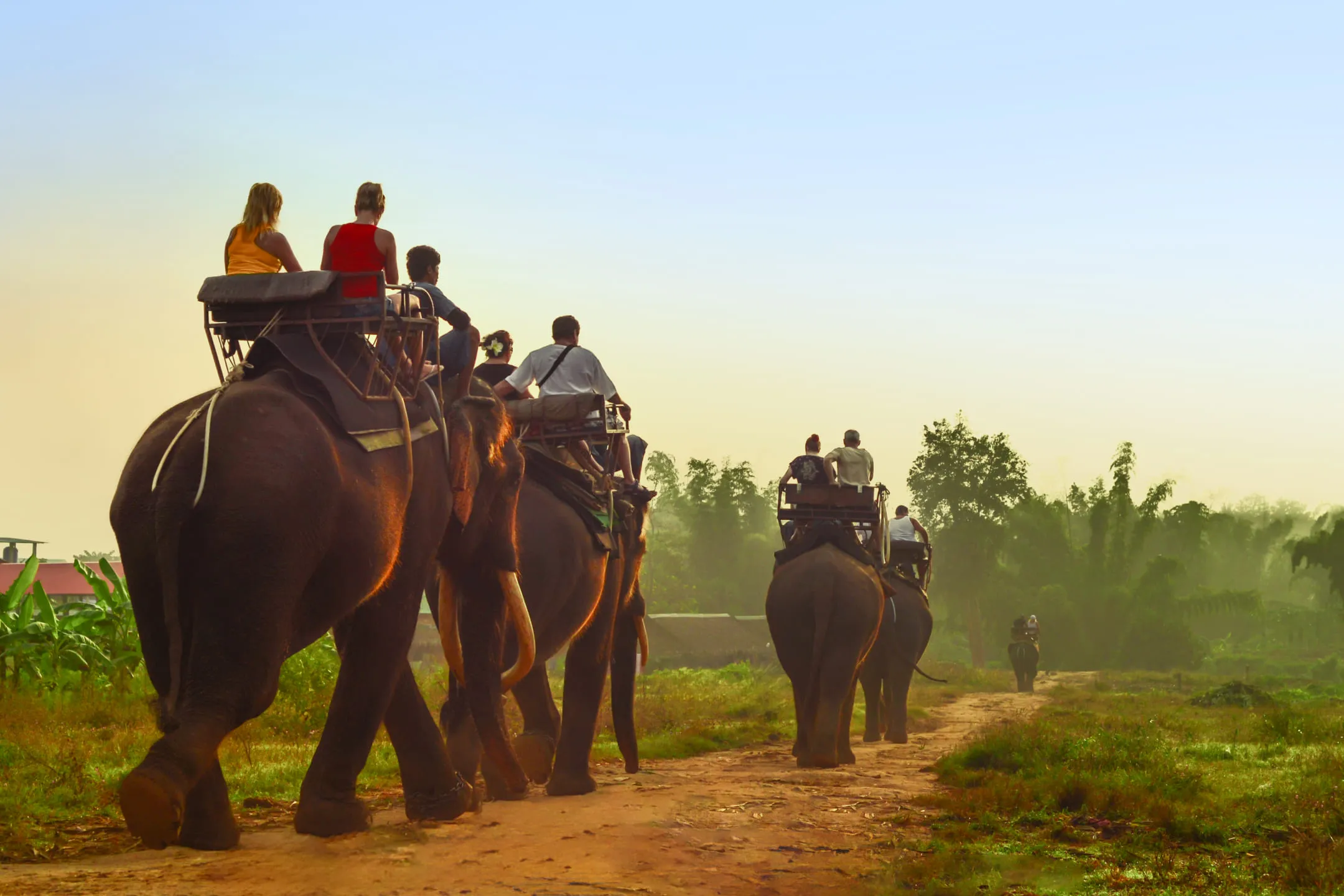 Люди катаются на слонах