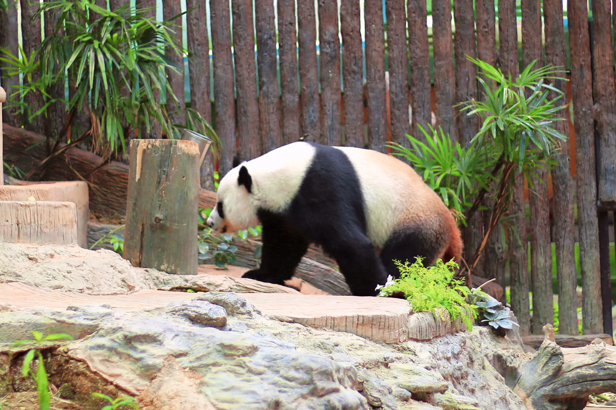 Панда в зоопарке