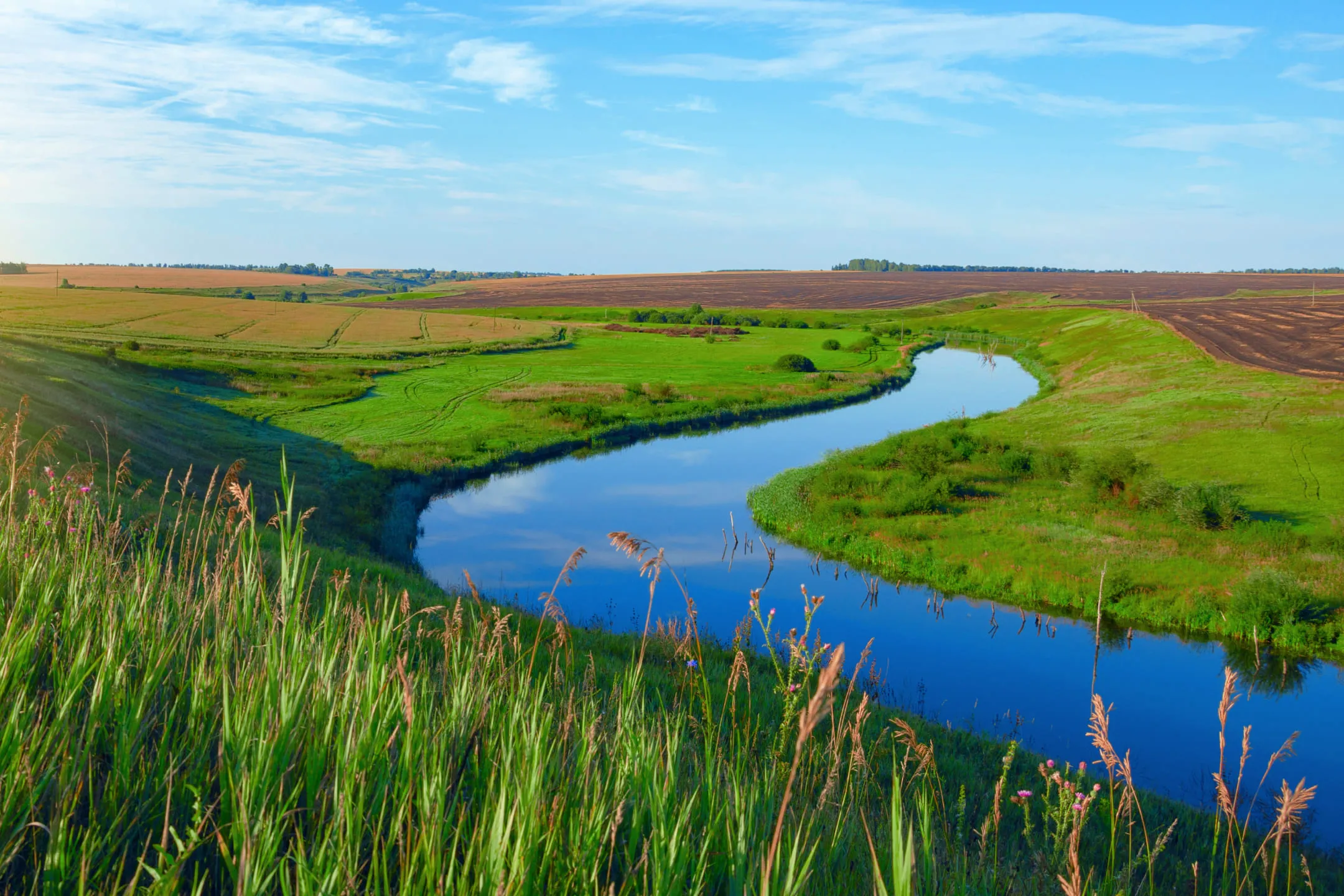 Луг в тульской области