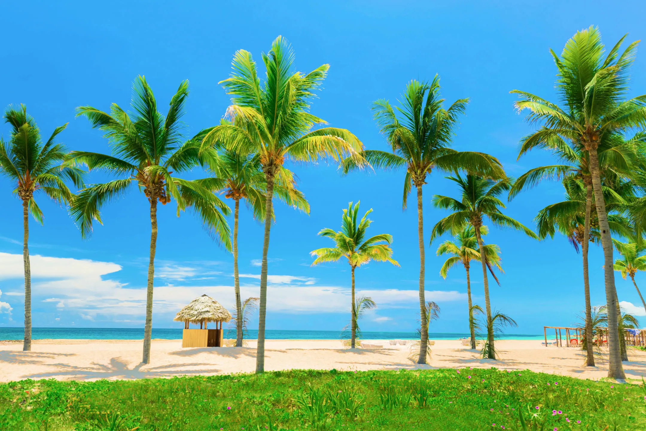 Пальмы на береговой линии