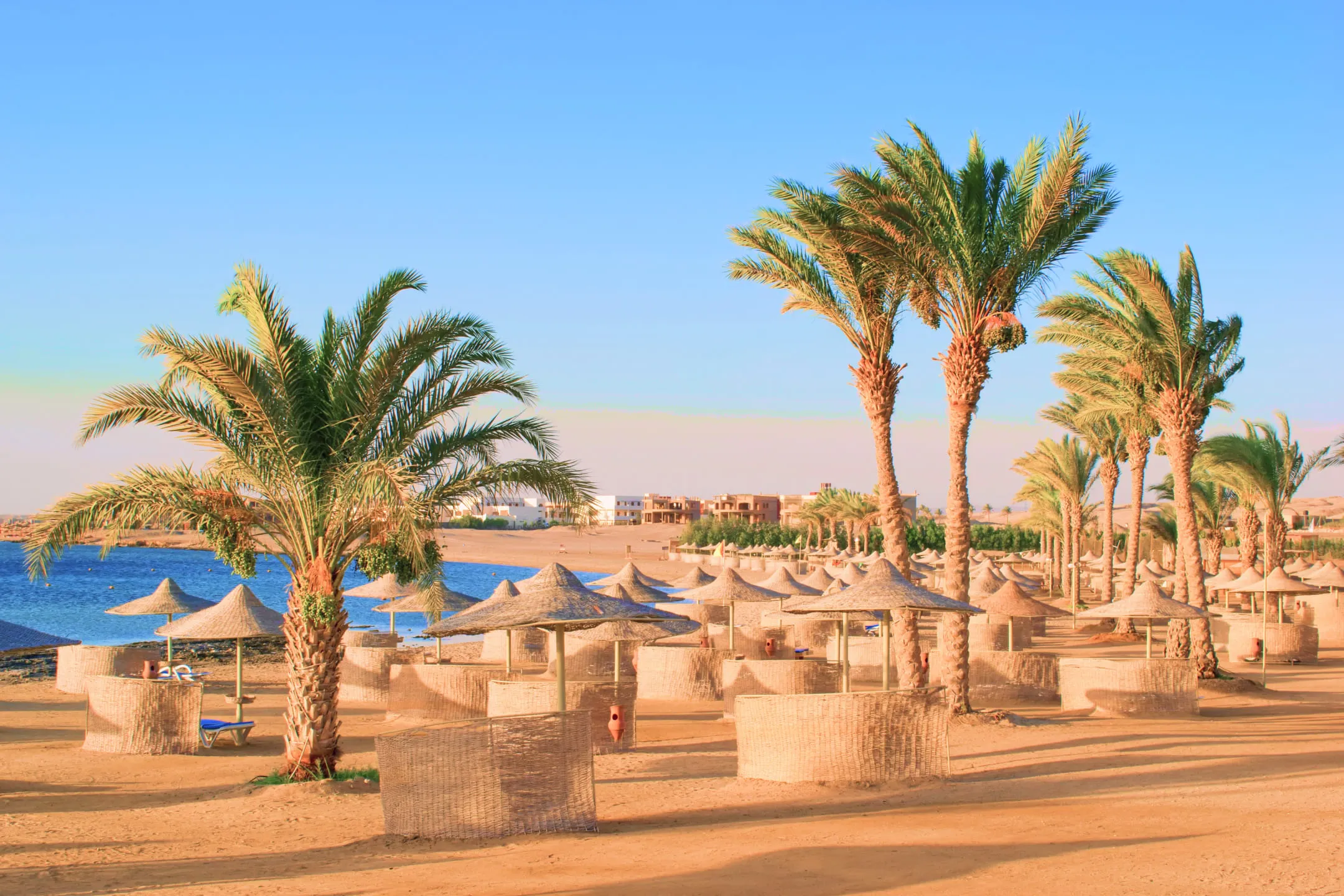 Пальмы на берегу пляжа