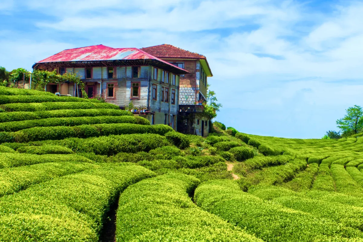 Чайная плантация в Турции