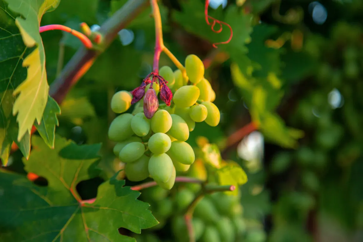 Спелый виноград