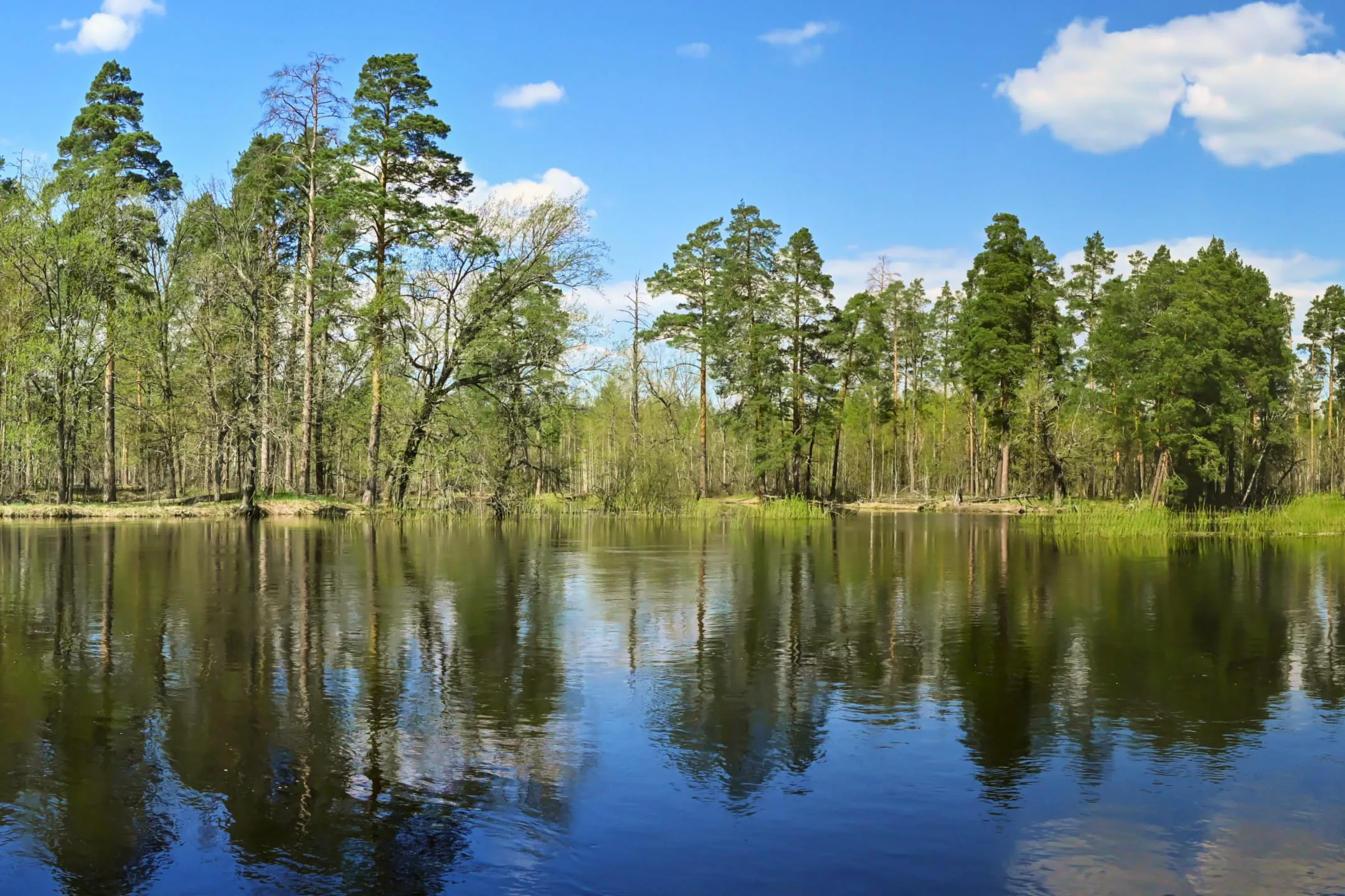 Озеро в лесу