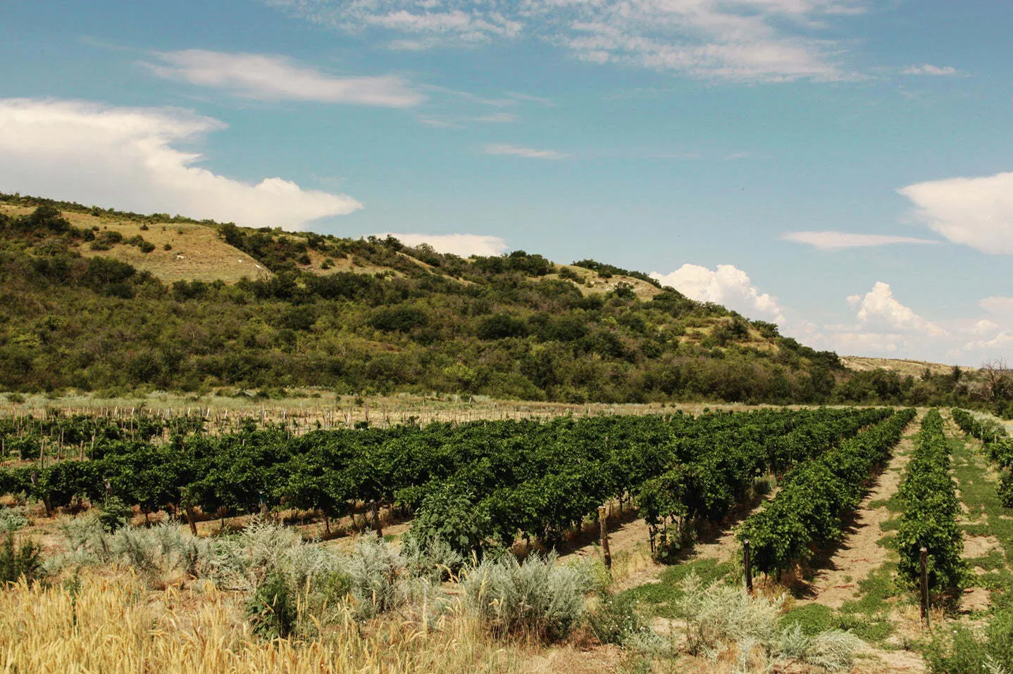 Винодельни на Дону, часть 2