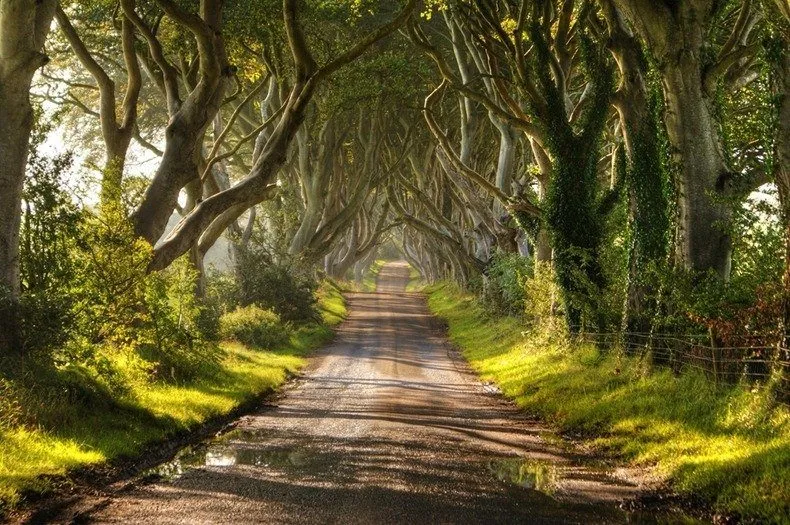 Древесный туннель The Dark Hedges
