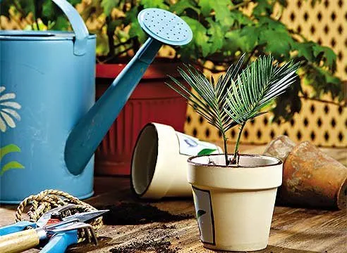 правила перевозки растений +в самолете