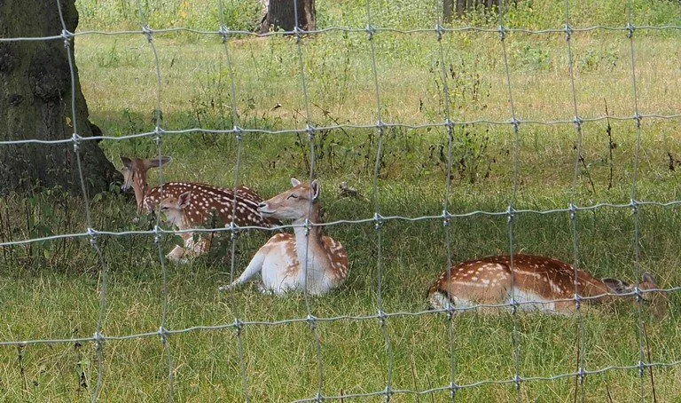 Олени в Гринвич Парке Лондон