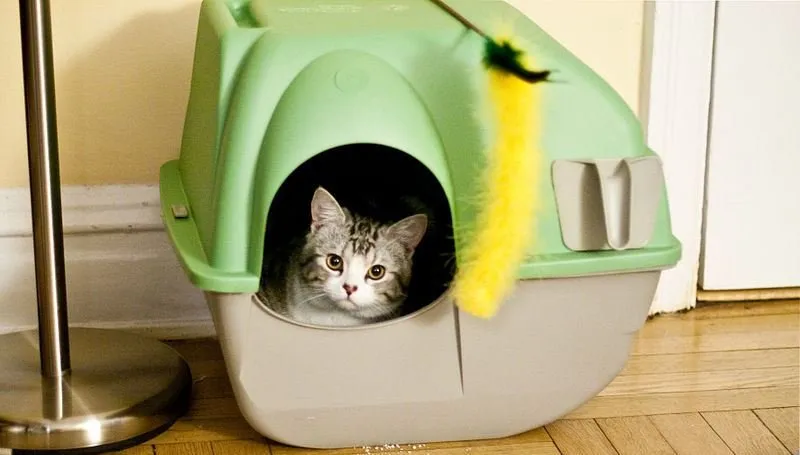 Передержка собак и кошек на дому