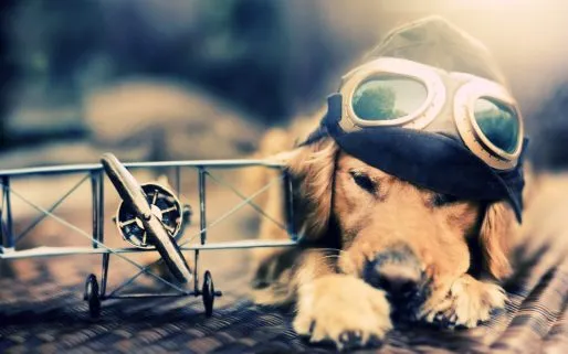Pilot-Dog-1280x800