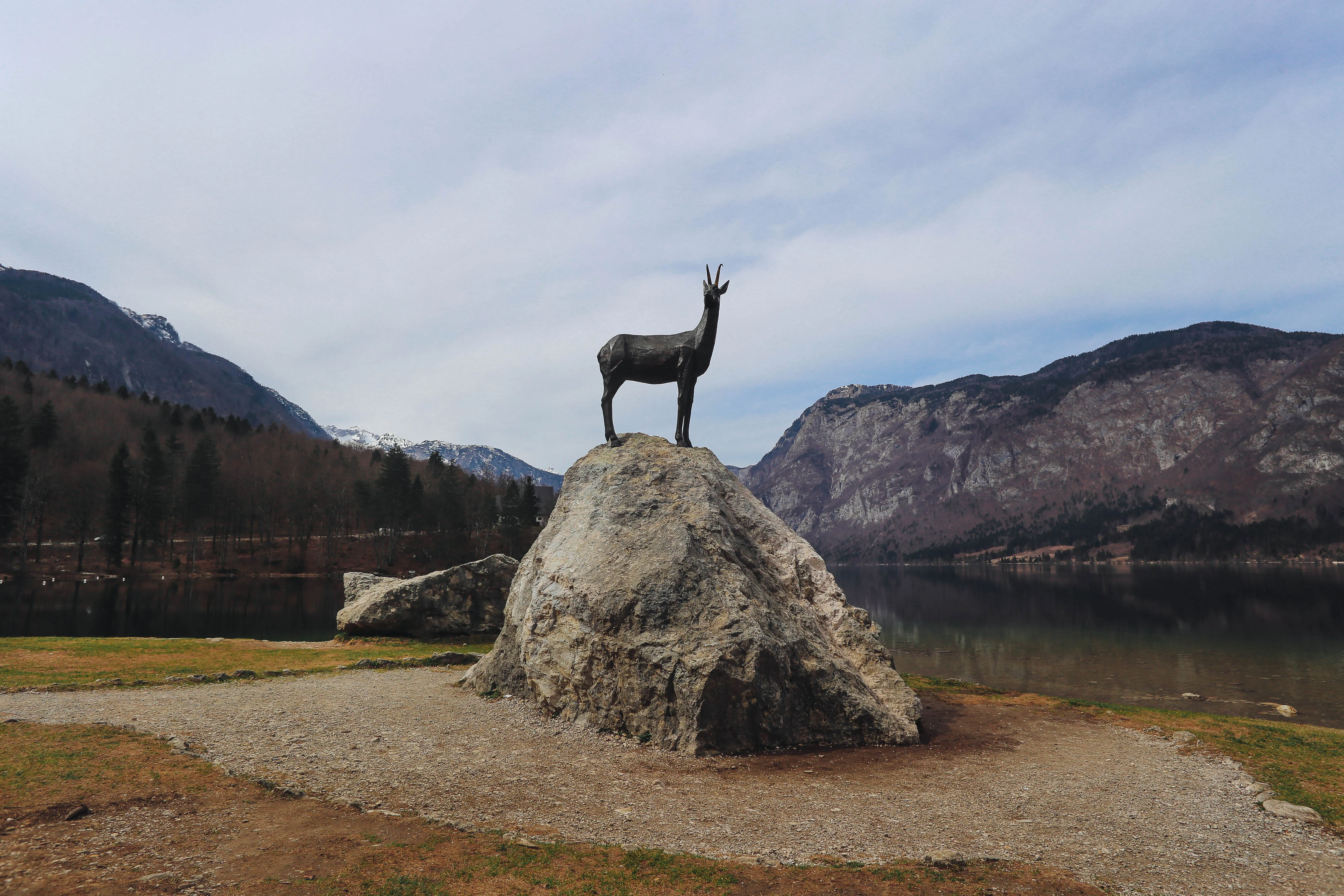 бохинь златорог