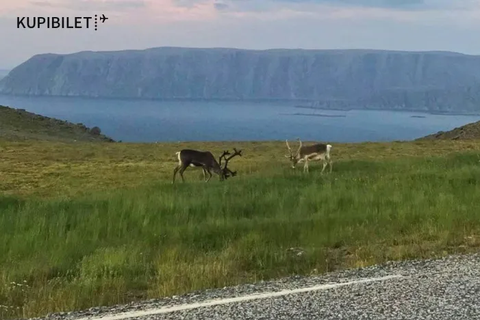 Я была на краю земли: до Нордкапа и обратно за 9 000 рублей