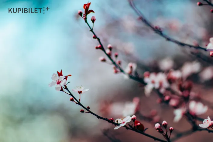 5 приключений на 8 марта