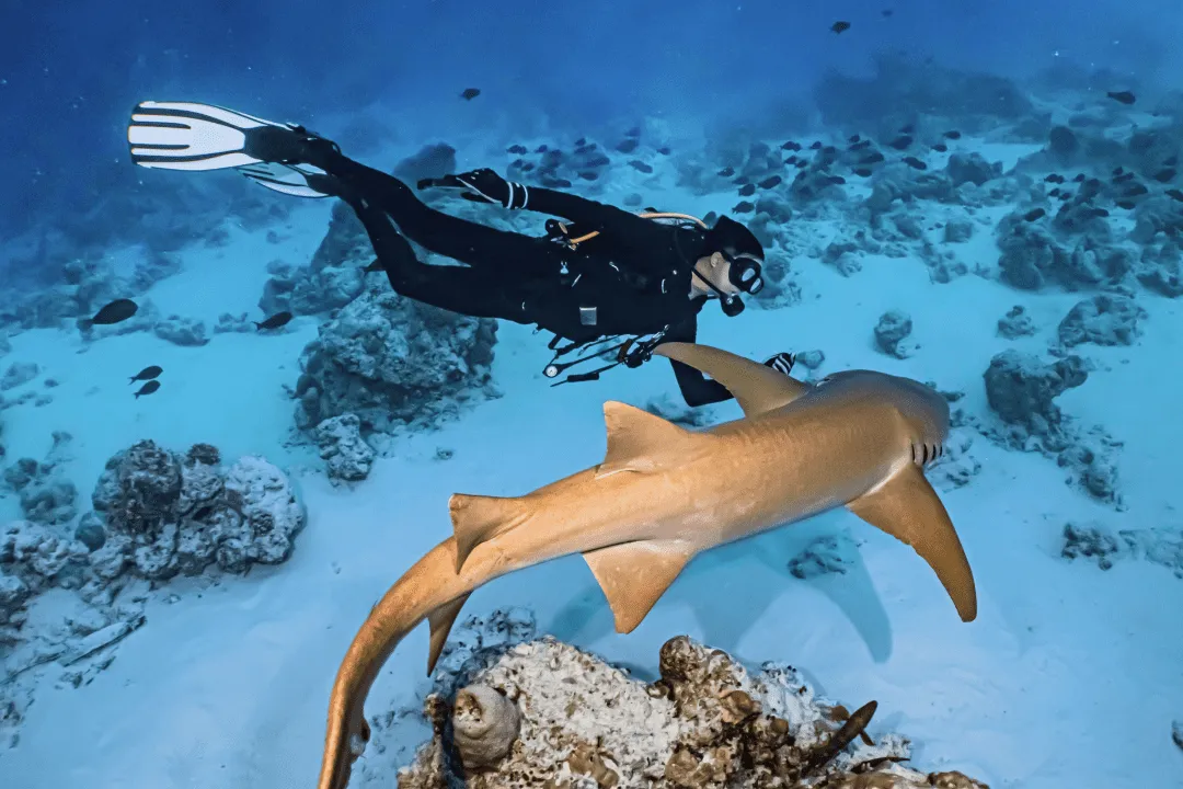 Водолаз рядом с акулой