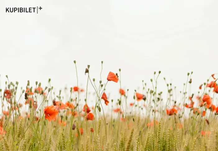 Маки, сакура, крокусы, магнолия: где в России наблюдать за цветением