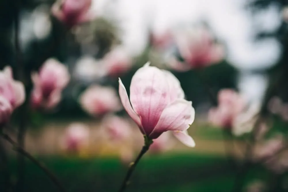 магнолия сочи