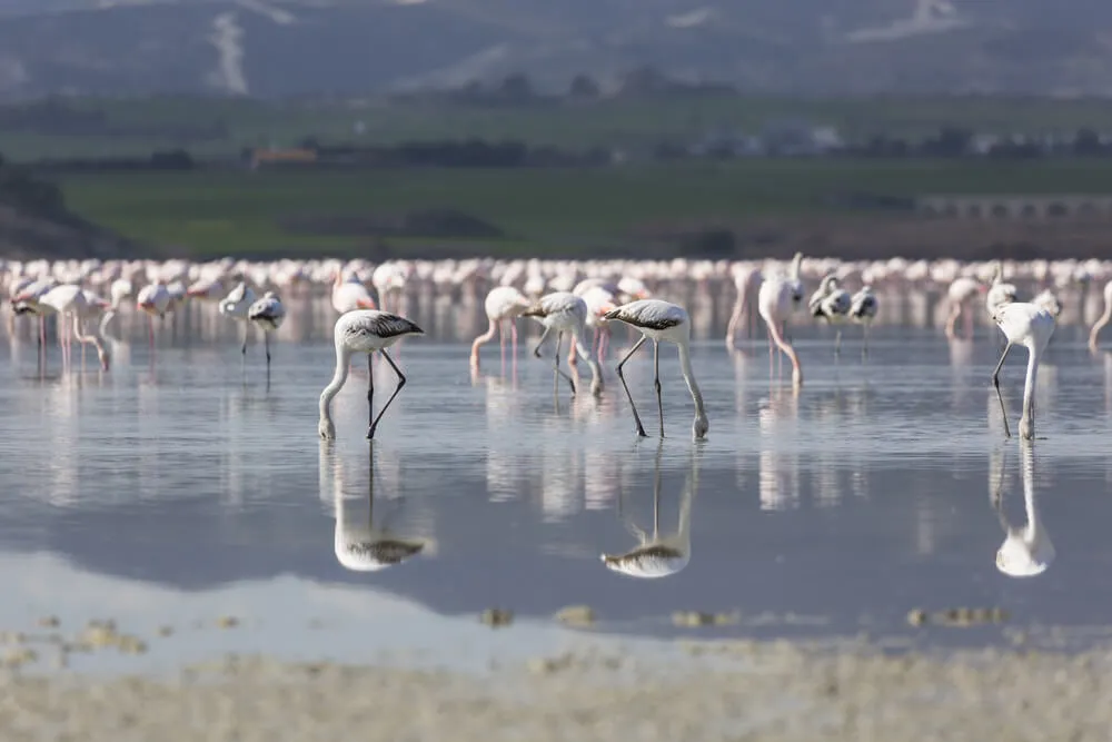 соленое озеро