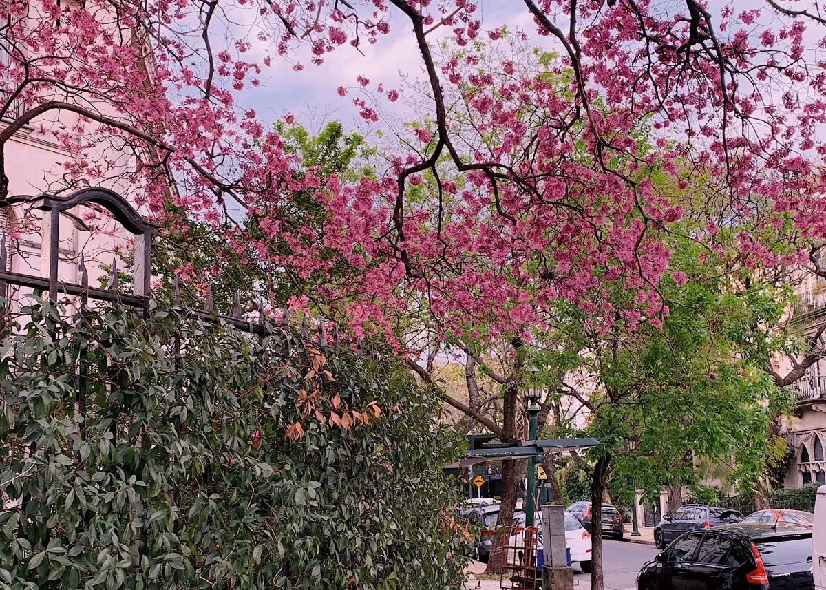 Цветущая сакура