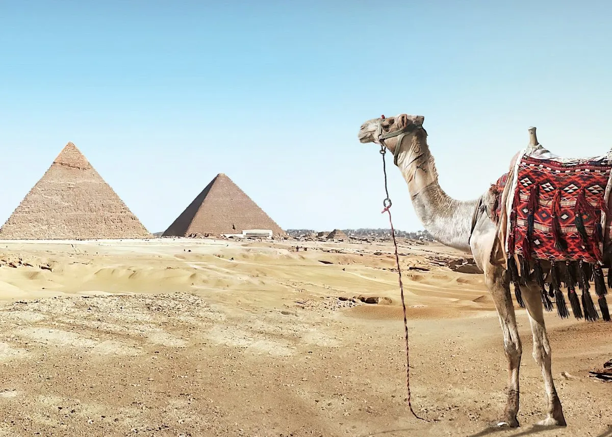 Верблюд около египетских пирамид