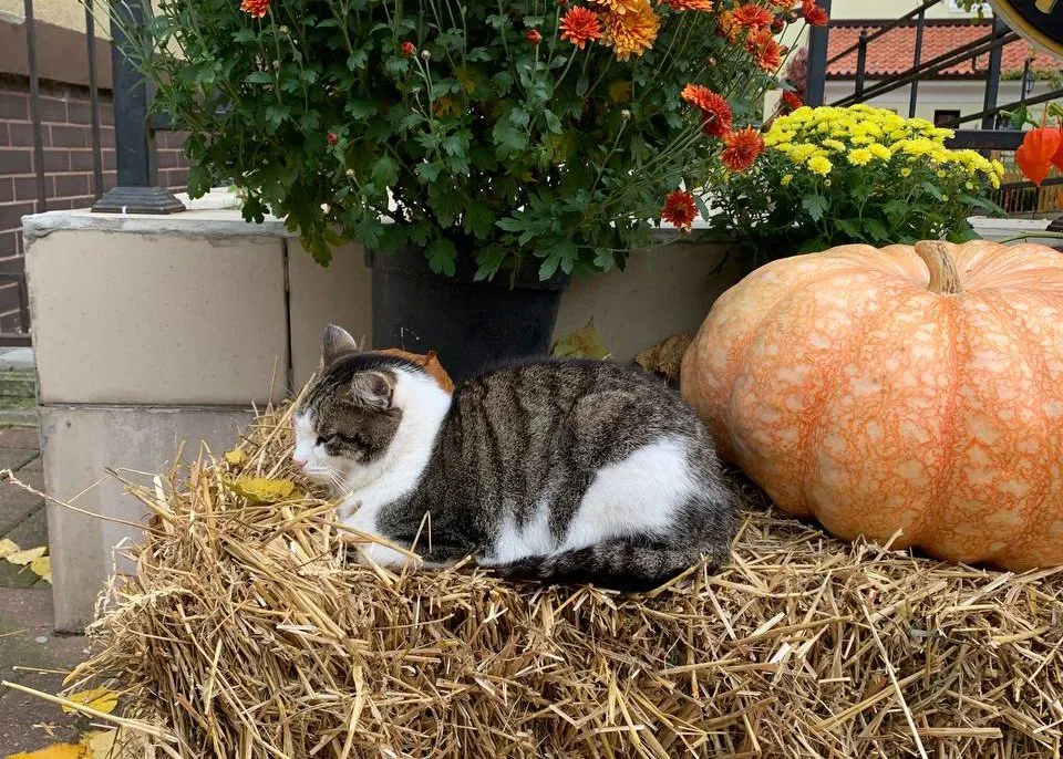 Кошка спит на стоге сена