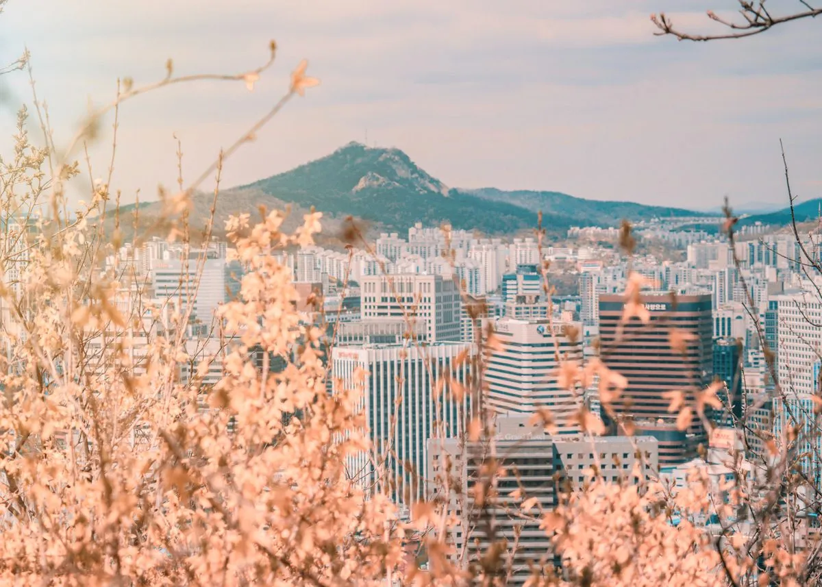 Обрамлённый ветвями сакуры вид на город