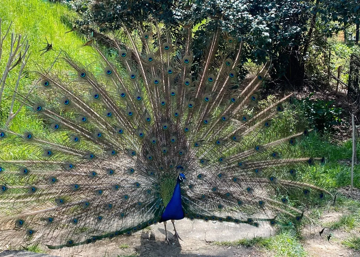 Павлин с распущенным хвостом