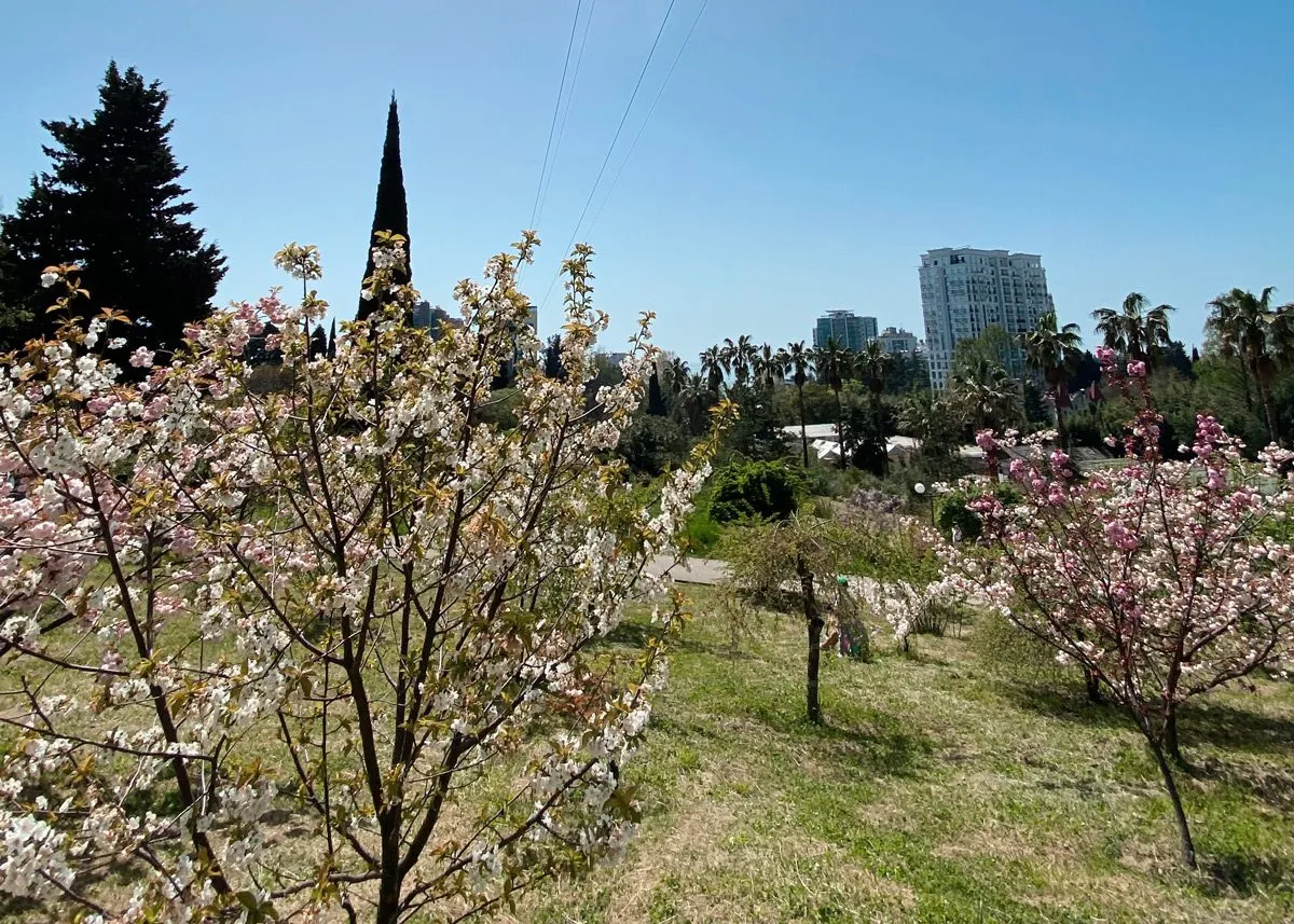 Открывающийся с возвышенности вид на сочинский парк