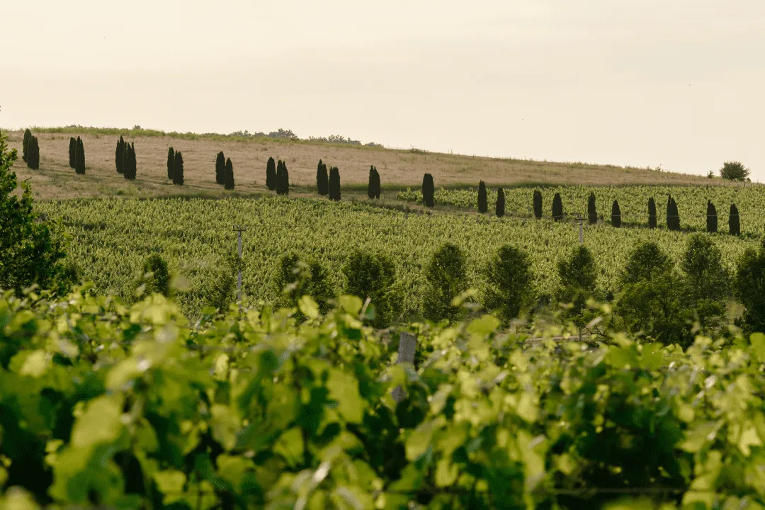 Винодельни России: куда поехать?