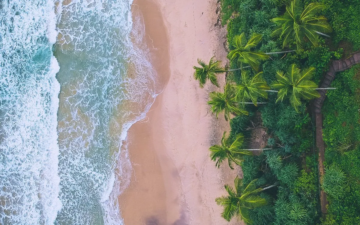 Растущие на пляже пальмы